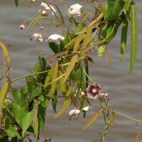 Oxystelma esculentum (L.f.) Sm.